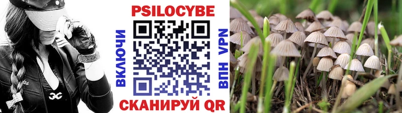Псилоцибиновые грибы Psilocybe  сколько стоит  Томари 